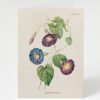 Stationery Cognitive Surplus | Morning Glory Flower Card - Science Stationery | Cognitive Surplus