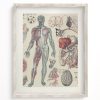 Wall Art Cognitive Surplus | Vascular Scientific Illustration Museum Print