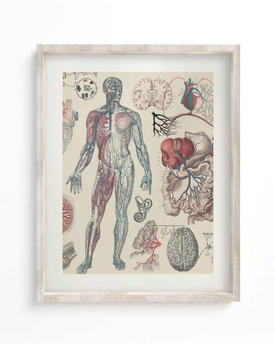 Wall Art Cognitive Surplus | Vascular Scientific Illustration Museum Print