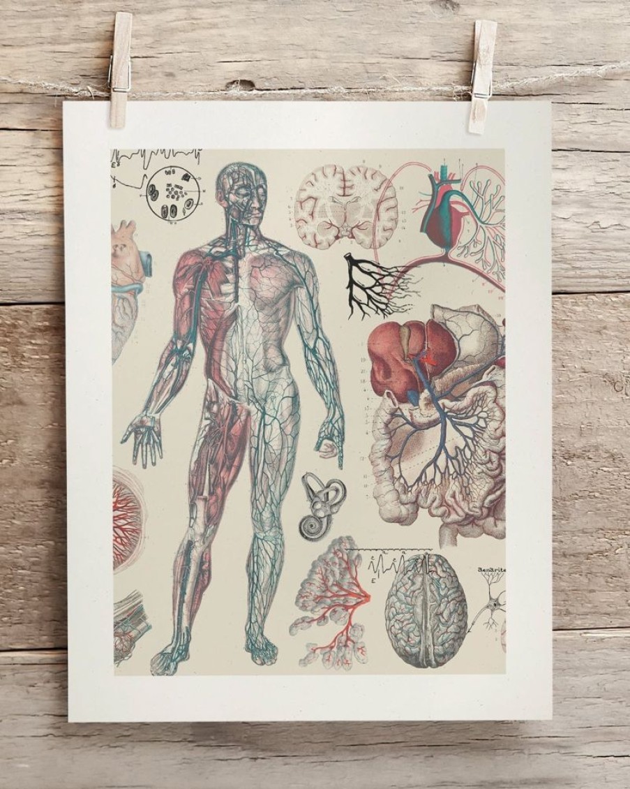 Wall Art Cognitive Surplus | Vascular Scientific Illustration Museum Print