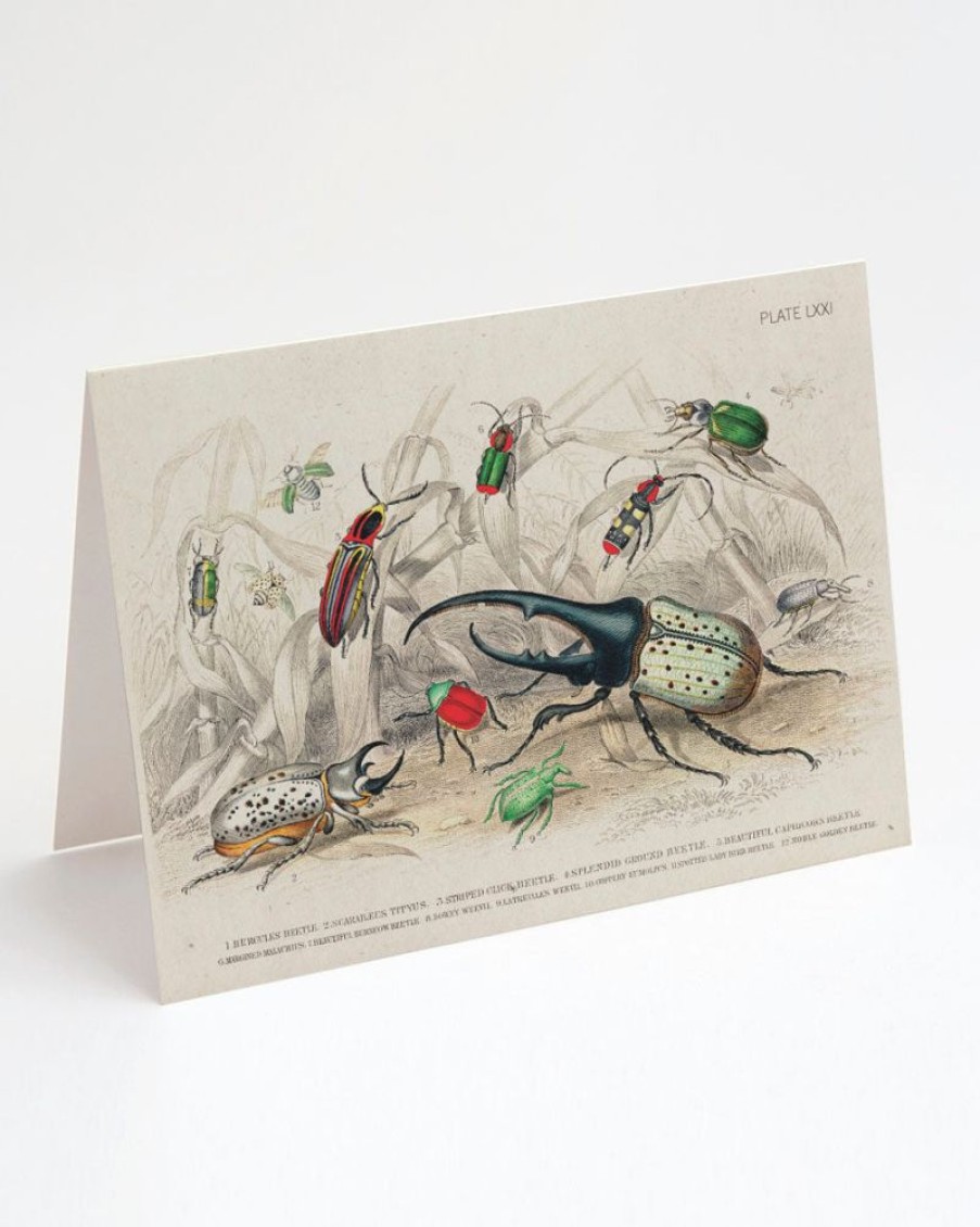 Stationery Cognitive Surplus | Beetle Greeting Card - Entomology Science Stationery | Cognitive Surplus