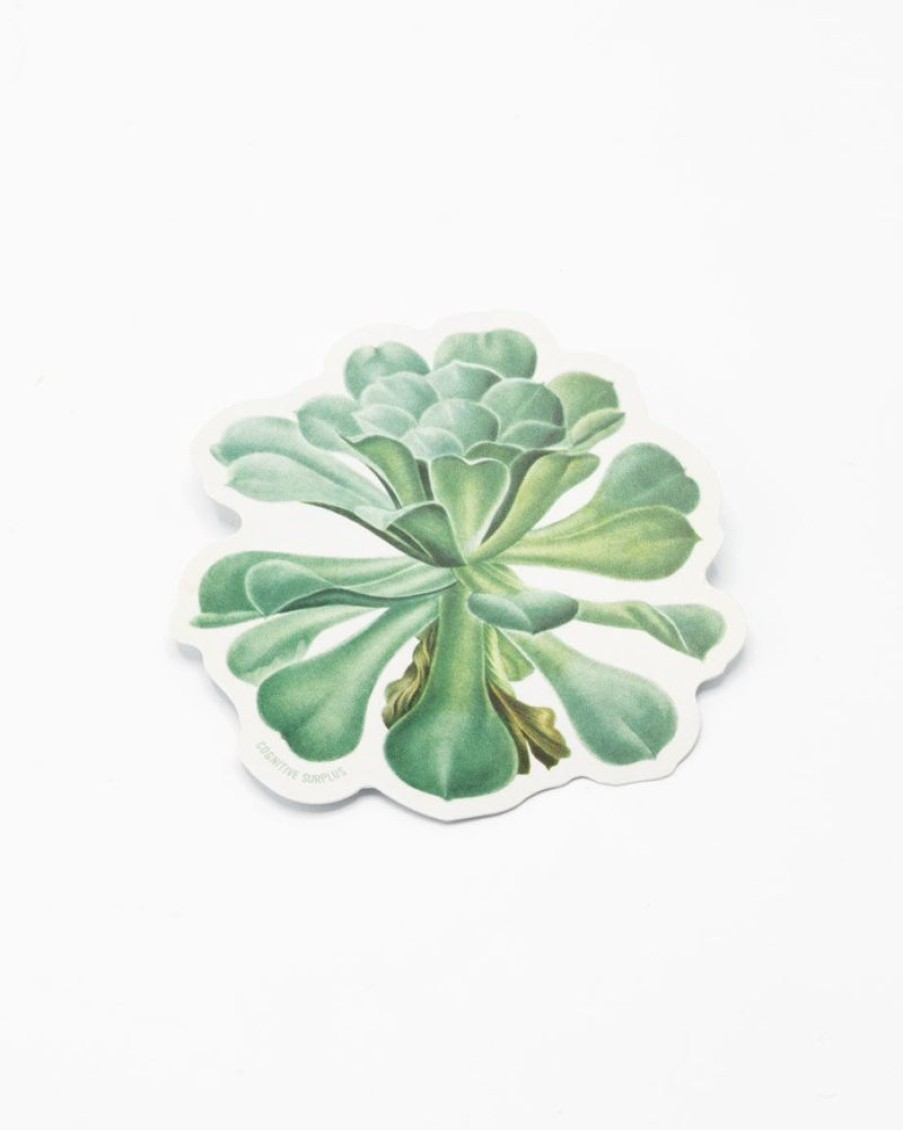 Stationery Cognitive Surplus | Sempervivum Canariense Succulent Sticker