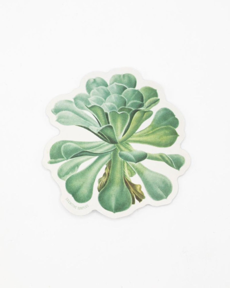 Stationery Cognitive Surplus | Sempervivum Canariense Succulent Sticker