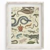 Wall Art Cognitive Surplus | Serpents: Reptiles & Amphibians Scientific Illustration Museum Print