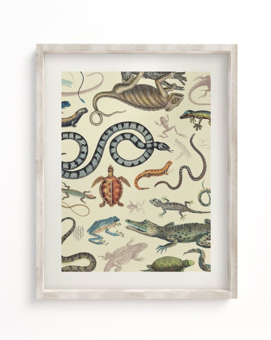 Wall Art Cognitive Surplus | Serpents: Reptiles & Amphibians Scientific Illustration Museum Print