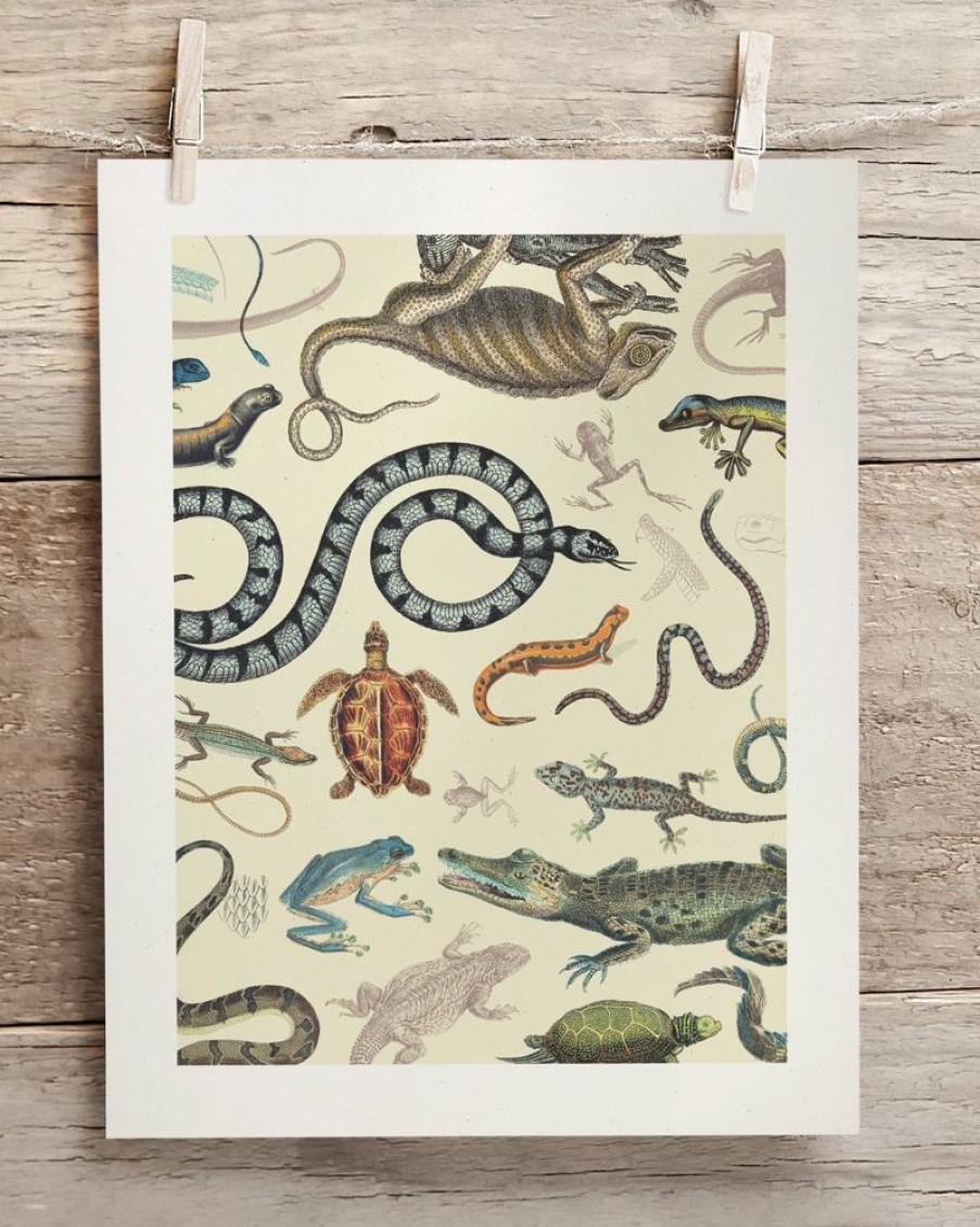 Wall Art Cognitive Surplus | Serpents: Reptiles & Amphibians Scientific Illustration Museum Print