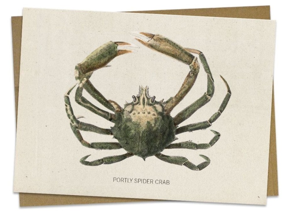 Stationery Cognitive Surplus | Spider Crab Greeting Card - Ocean Card | Cognitive Surplus