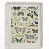 Wall Art Cognitive Surplus | Butterfly Museum Print | Biology Art