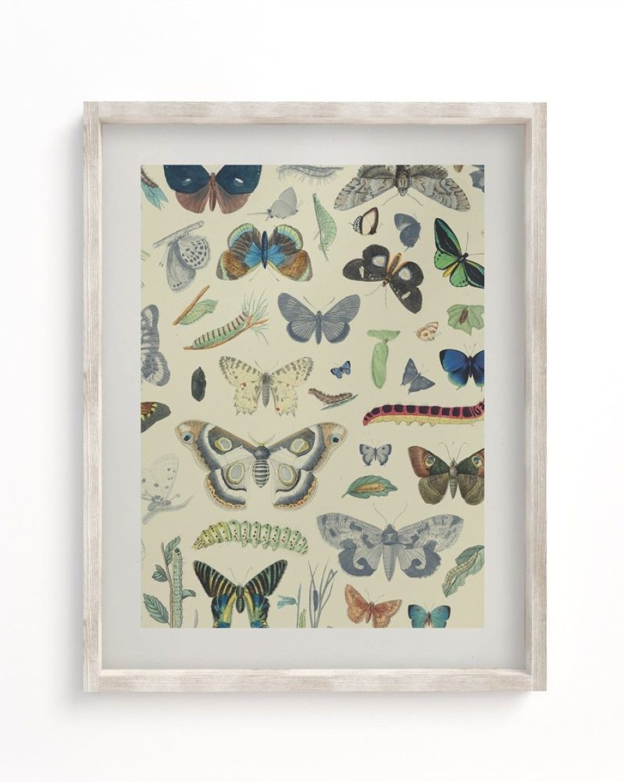 Wall Art Cognitive Surplus | Butterfly Museum Print | Biology Art