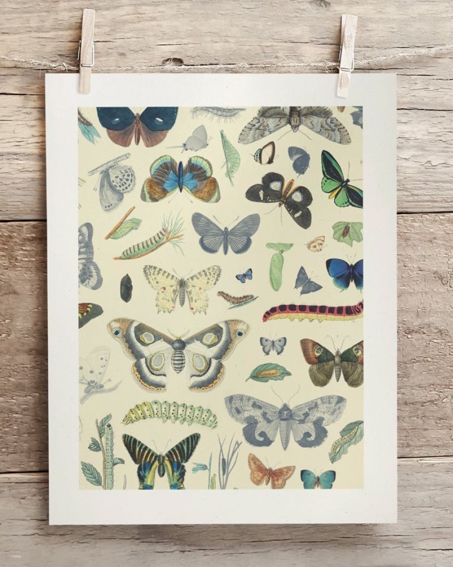 Wall Art Cognitive Surplus | Butterfly Museum Print | Biology Art