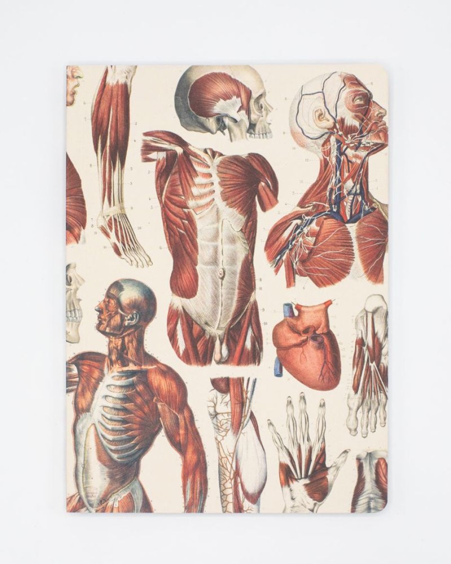 Notebooks Cognitive Surplus | Anatomy Muscles Softcover Notebook - Lined | Cognitive Surplus