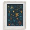 Wall Art Cognitive Surplus | Spiders Pl 2 Scientific Illustration Museum Print