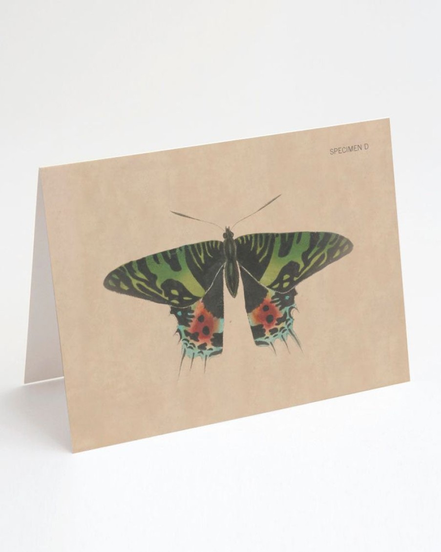 Stationery Cognitive Surplus | Moth Greeting Card - Entomology Stationery | Cognitive Surplus