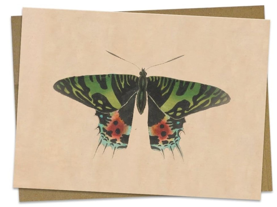 Stationery Cognitive Surplus | Moth Greeting Card - Entomology Stationery | Cognitive Surplus