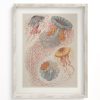 Wall Art Cognitive Surplus | Haeckel Jellyfish Scientific Illustration Museum Print