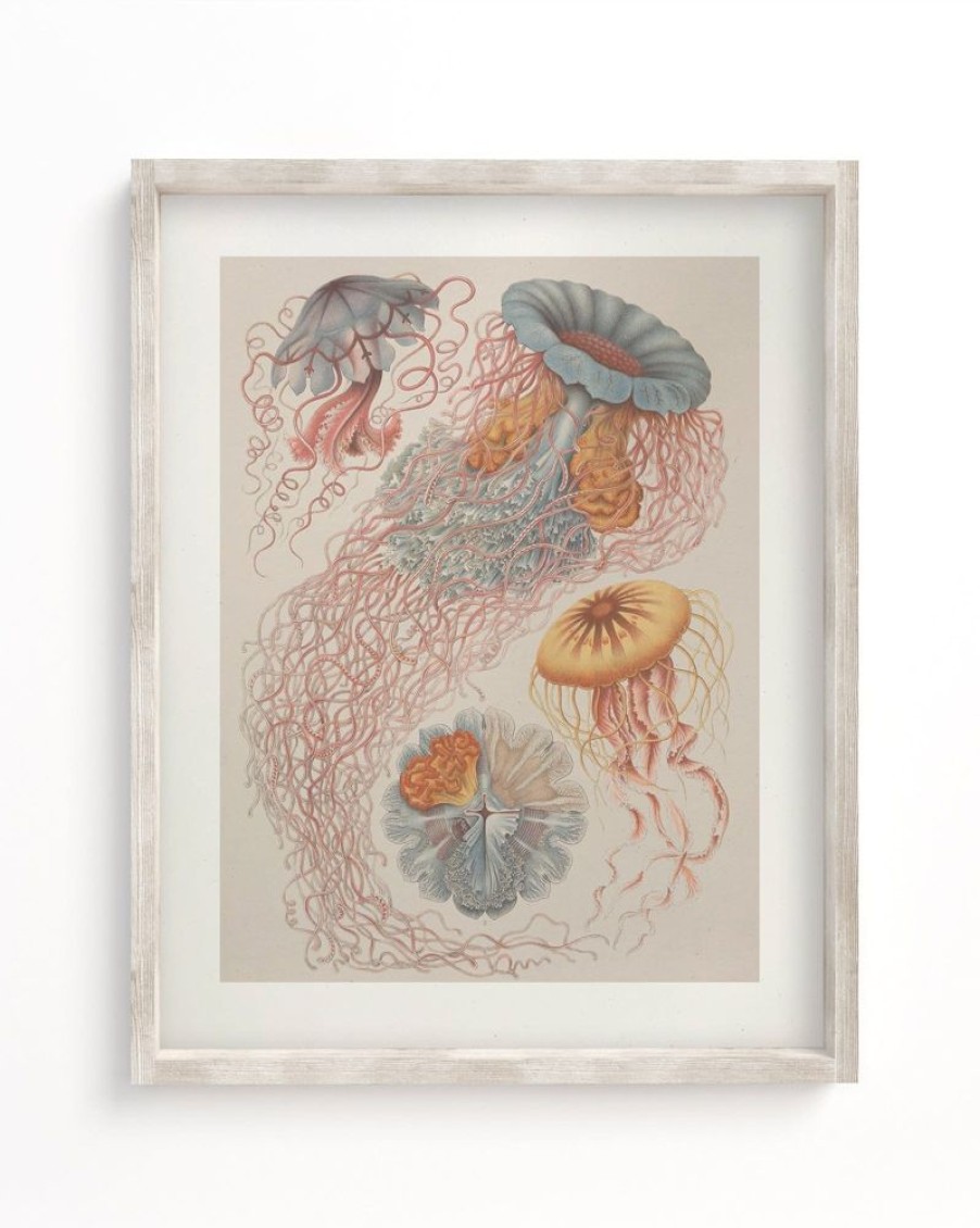 Wall Art Cognitive Surplus | Haeckel Jellyfish Scientific Illustration Museum Print