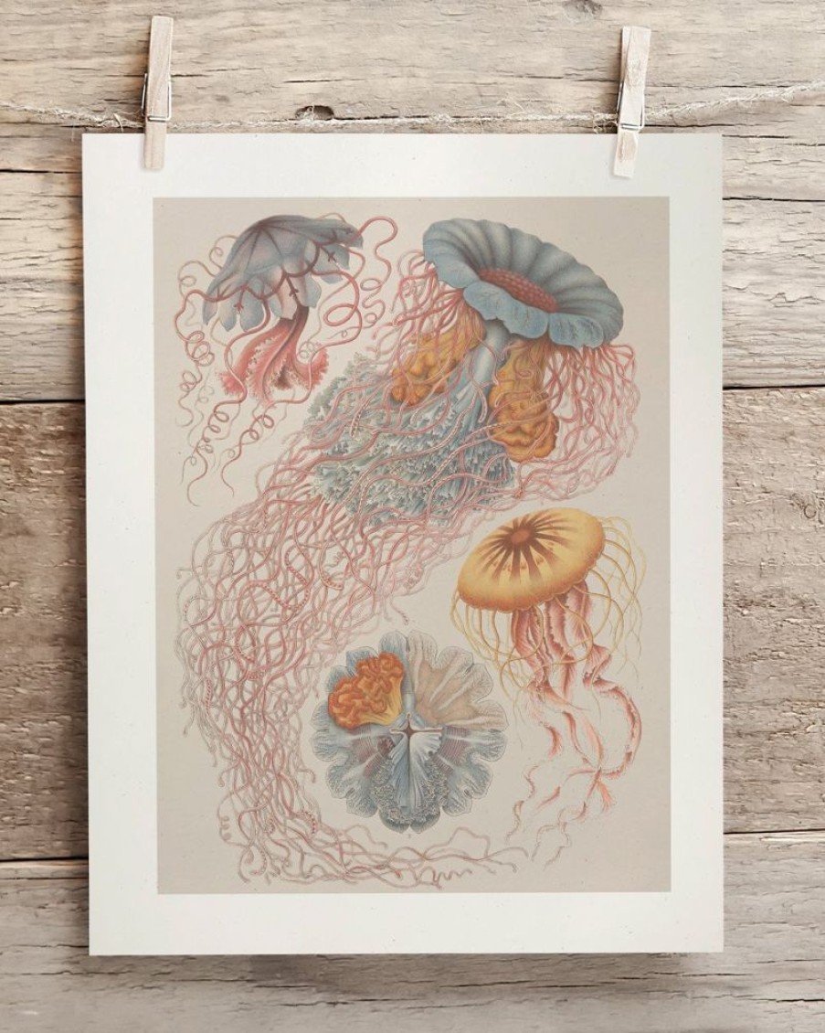 Wall Art Cognitive Surplus | Haeckel Jellyfish Scientific Illustration Museum Print