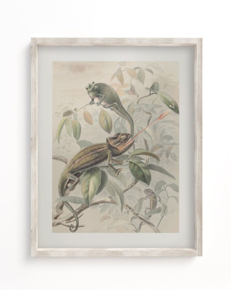 Wall Art Cognitive Surplus | Chameleon Museum Print | Biology Art