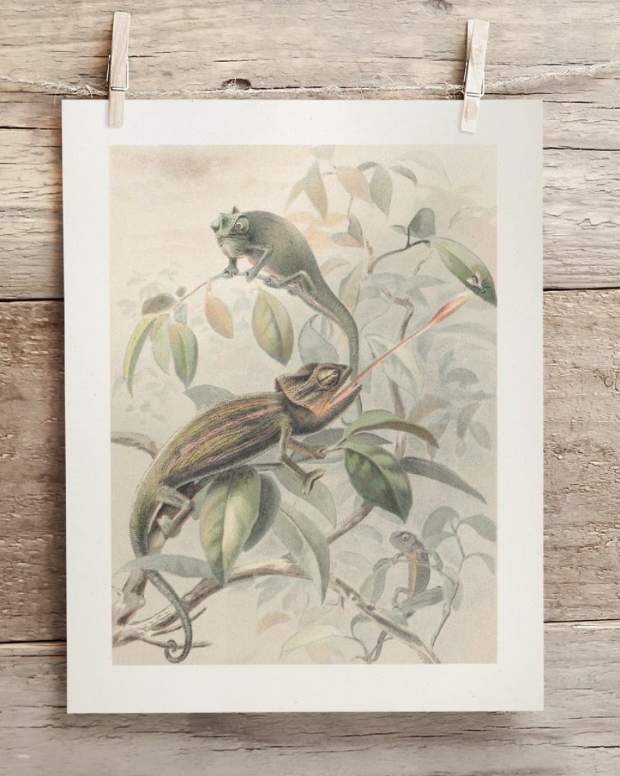 Wall Art Cognitive Surplus | Chameleon Museum Print | Biology Art