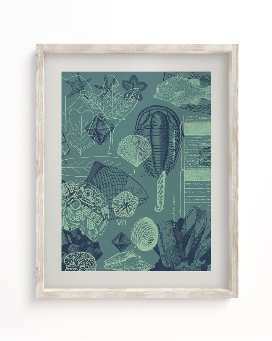 Wall Art Cognitive Surplus | Fossils Museum Print | Marine Biology Art