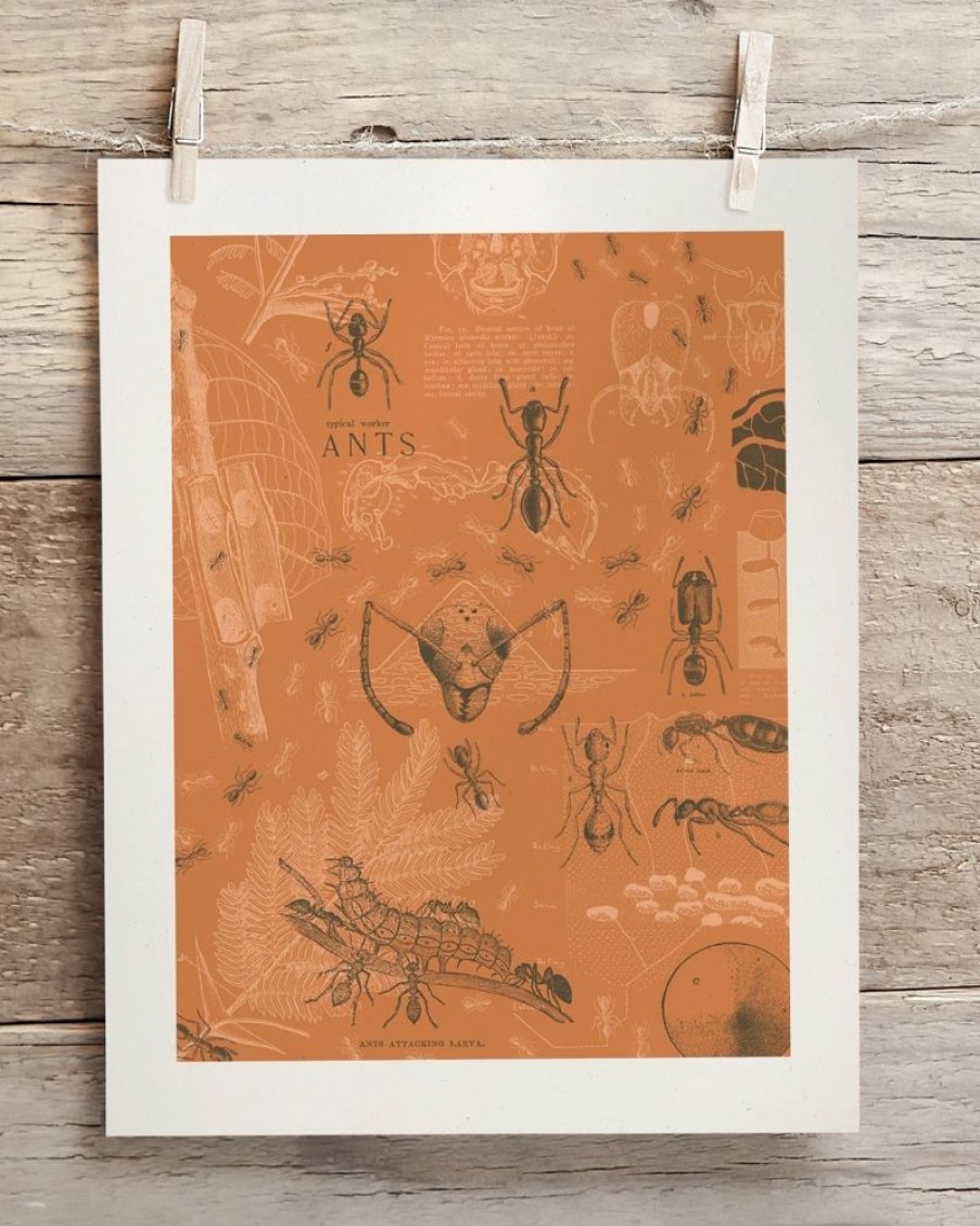 Wall Art Cognitive Surplus | Ants Scientific Illustration Art Print - Wall Art | Cognitive Surplus