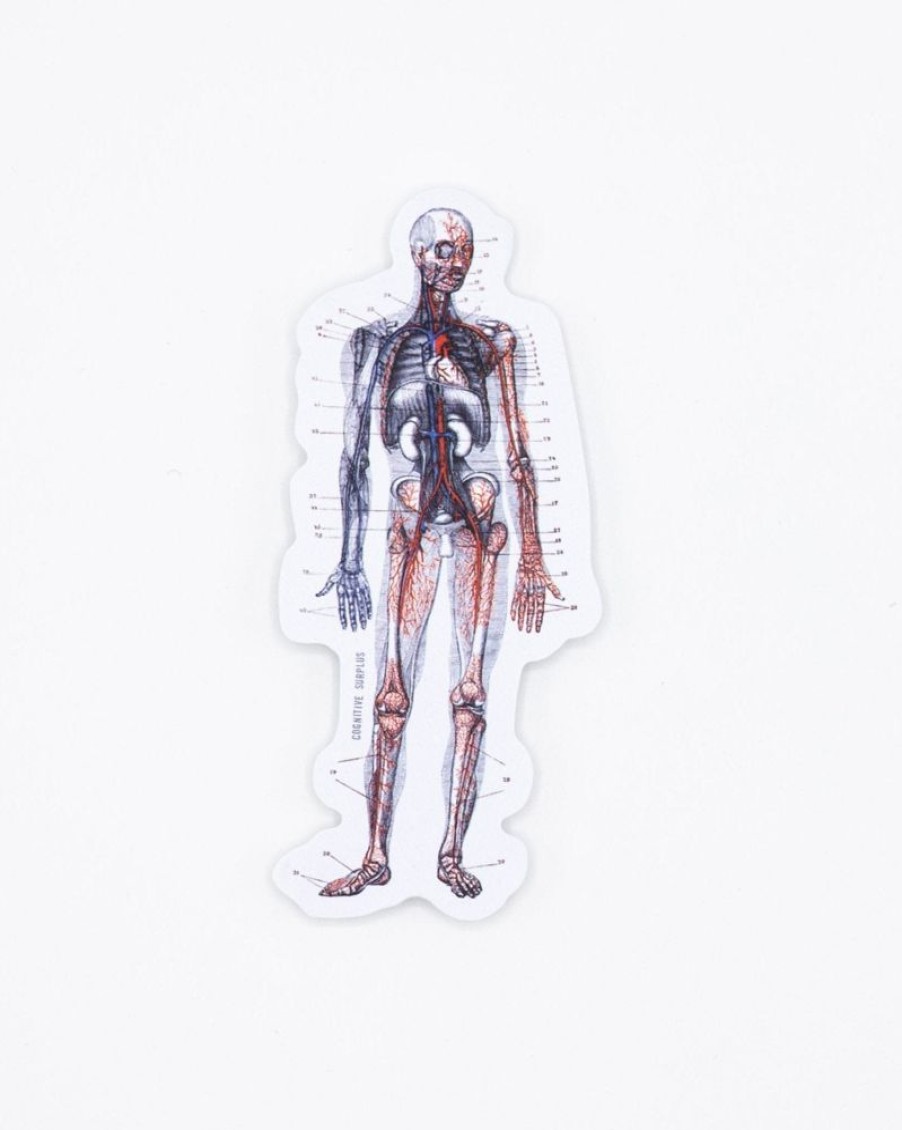 Stationery Cognitive Surplus | Anatomy Sticker