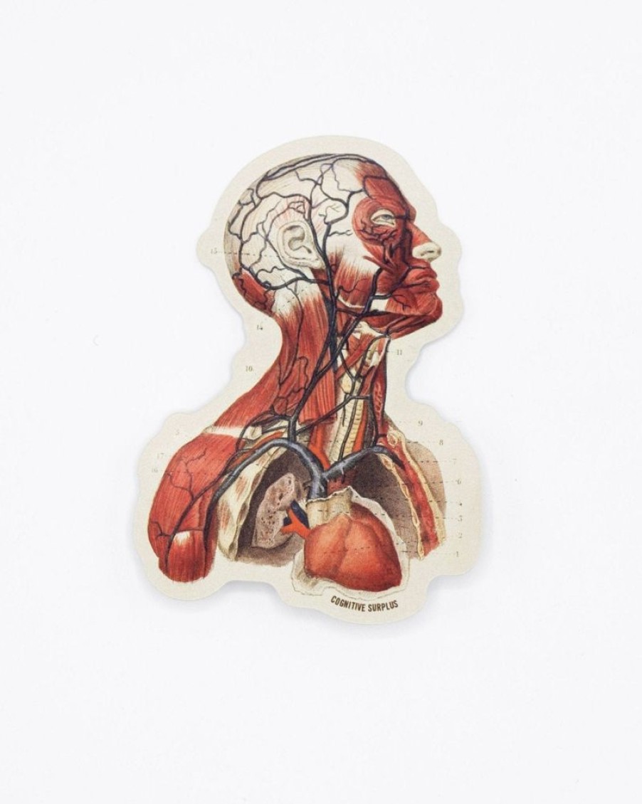 Stationery Cognitive Surplus | Head Anatomy Sticker