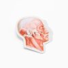 Stationery Cognitive Surplus | Muscles Of The Face Sticker