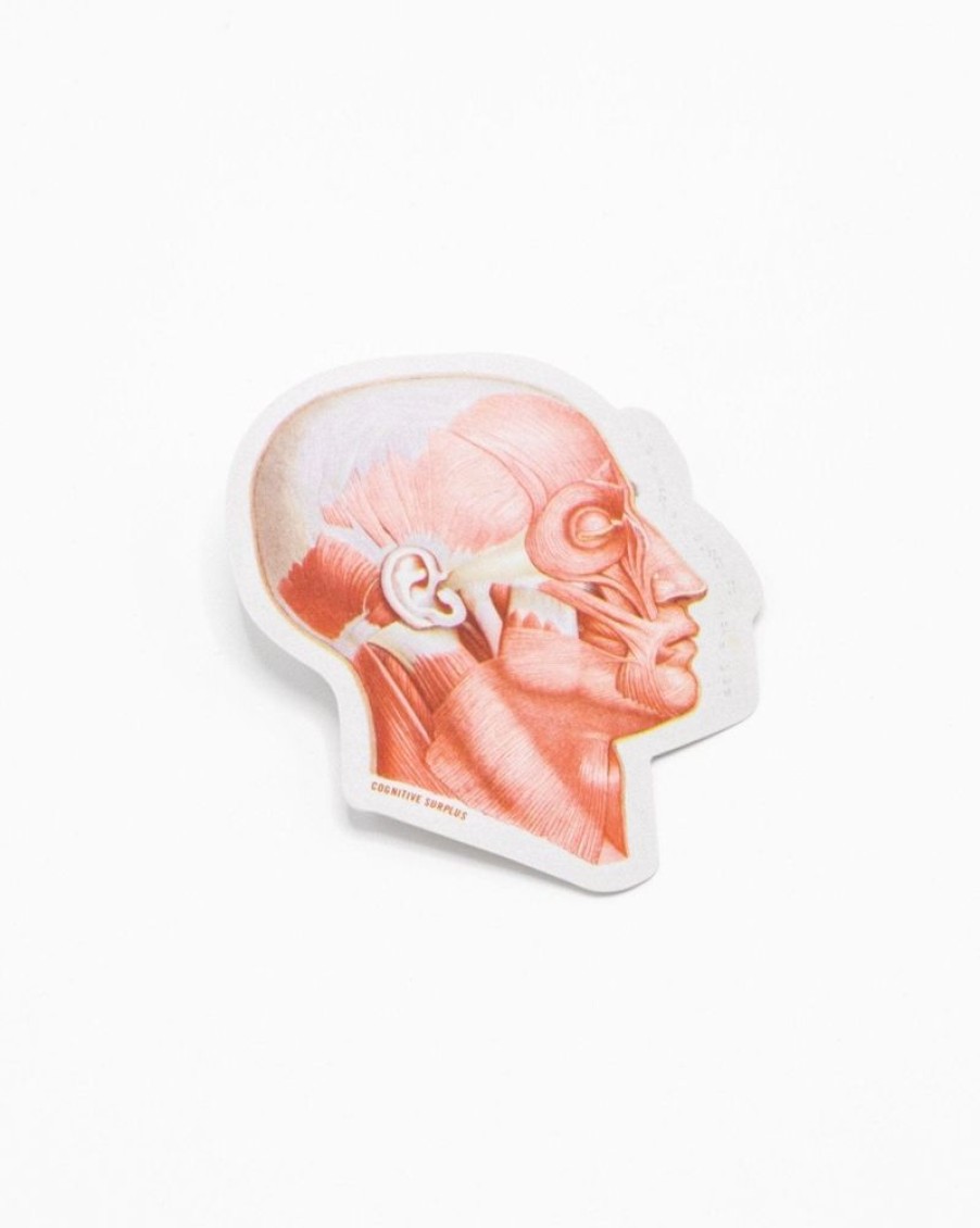 Stationery Cognitive Surplus | Muscles Of The Face Sticker