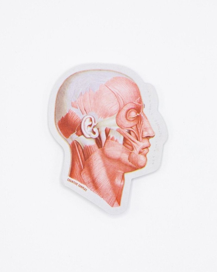 Stationery Cognitive Surplus | Muscles Of The Face Sticker