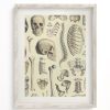 Wall Art Cognitive Surplus | Skeleton Scientific Illustration Museum Print