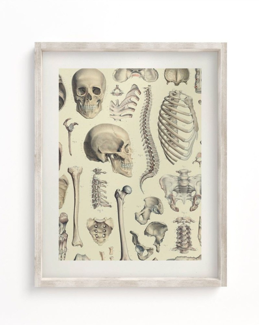 Wall Art Cognitive Surplus | Skeleton Scientific Illustration Museum Print