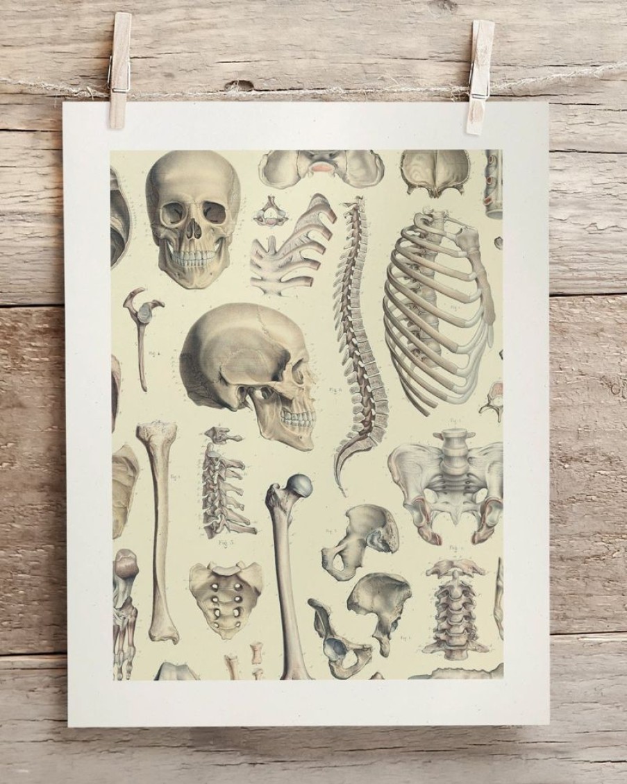 Wall Art Cognitive Surplus | Skeleton Scientific Illustration Museum Print