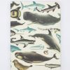 Notebooks Cognitive Surplus | Whales & Seals Softcover Notebook | Recycled Notebook