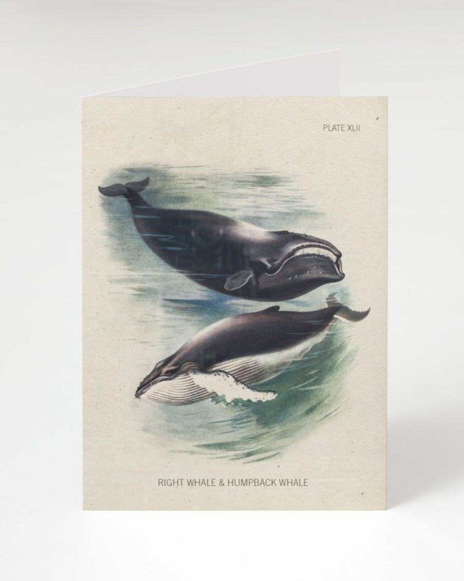 Stationery Cognitive Surplus | Whale Greeting Card - Biology Stationery | Cognitive Surplus