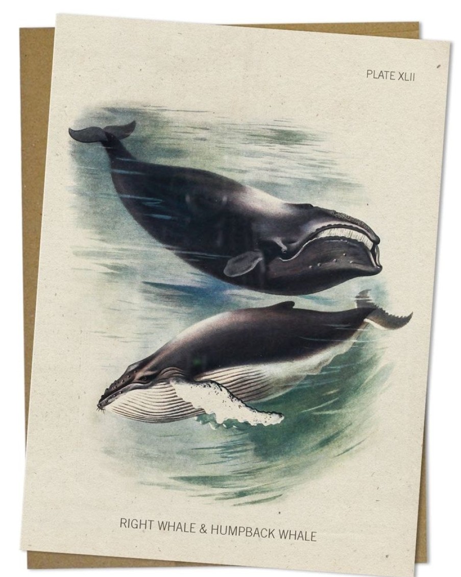 Stationery Cognitive Surplus | Whale Greeting Card - Biology Stationery | Cognitive Surplus