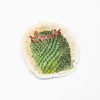 Stationery Cognitive Surplus | Mammillaria Cactus Sticker