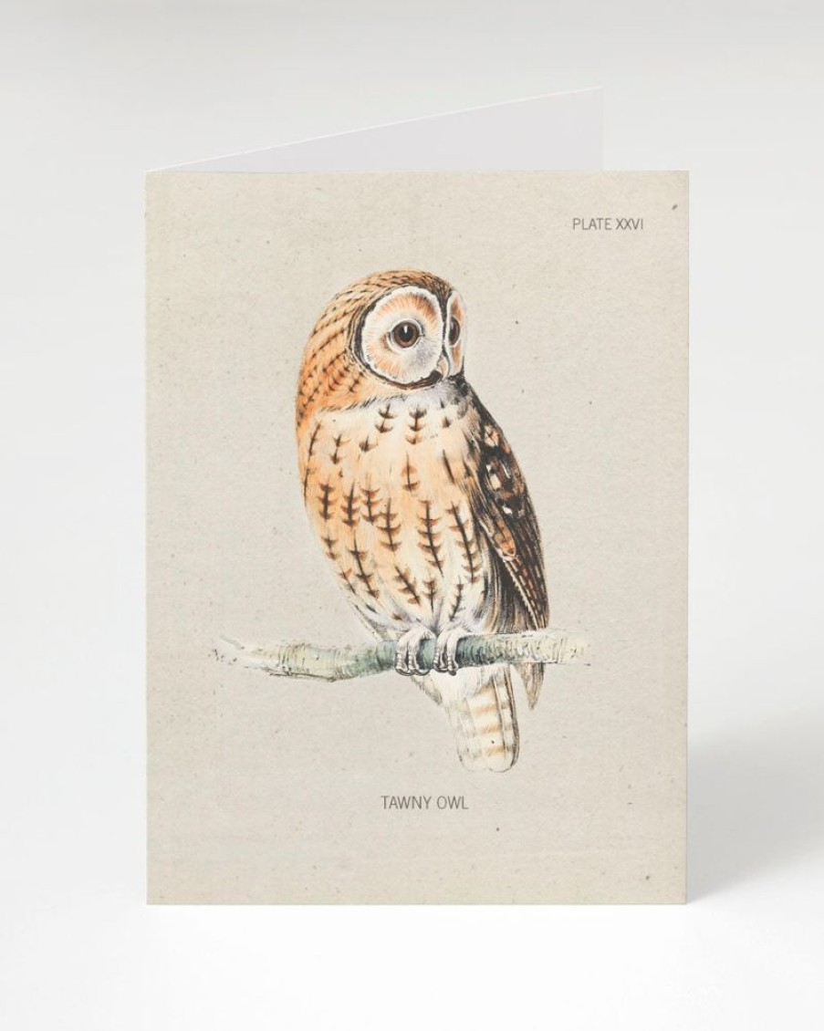 Stationery Cognitive Surplus | Tawny Owl Greeting Card - Ornithology Stationery | Cognitive Surplus